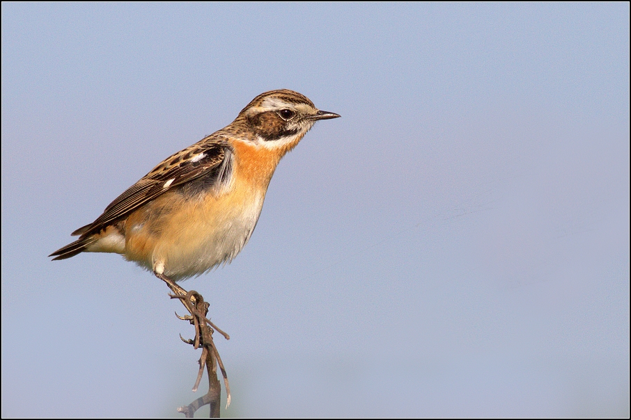 Bramborníček hnědý ( Saxicola rubetra  )