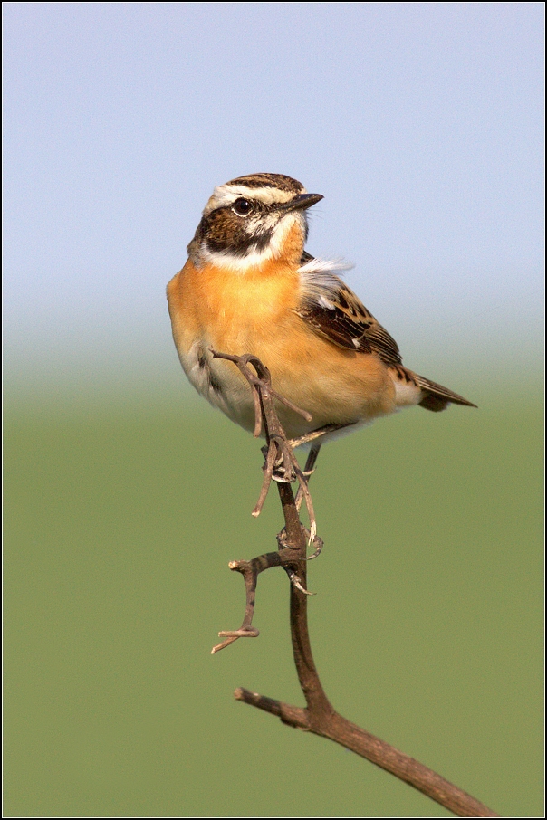 Bramborníček hnědý ( Saxicola rubetra  )