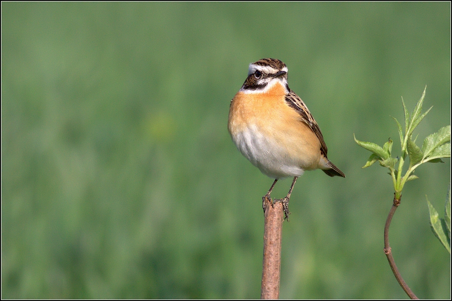 Bramborníček hnědý ( Saxicola rubetra  )