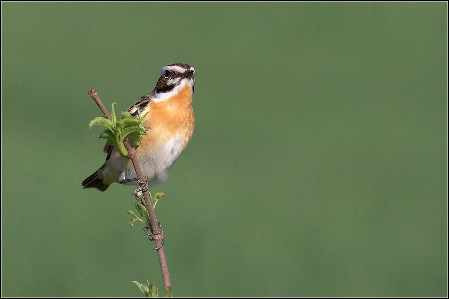 Bramborníček hnědý ( Saxicola rubetra  )