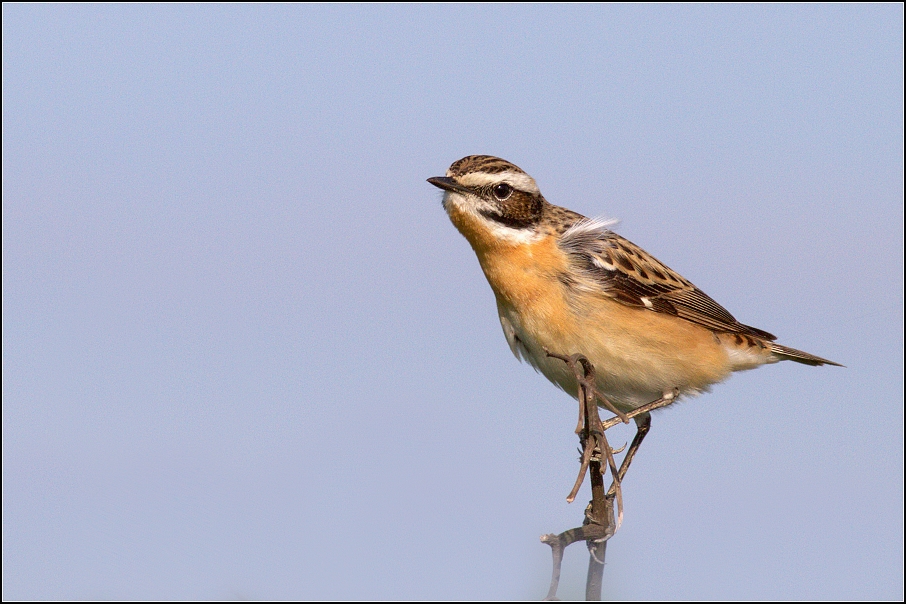 Bramborníček hnědý ( Saxicola rubetra  )