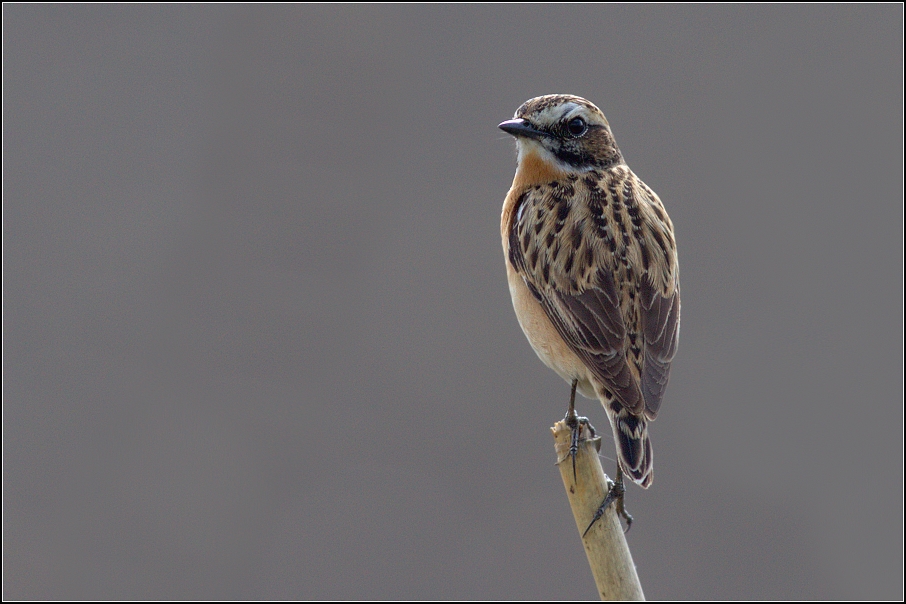 Bramborníček hnědý ( Saxicola rubetra  )