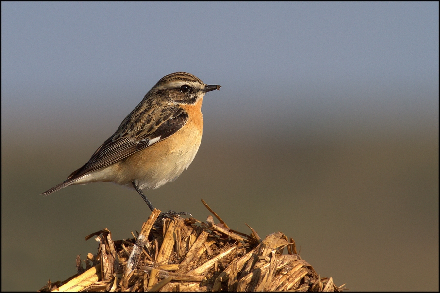 Bramborníček hnědý ( Saxicola rubetra  )