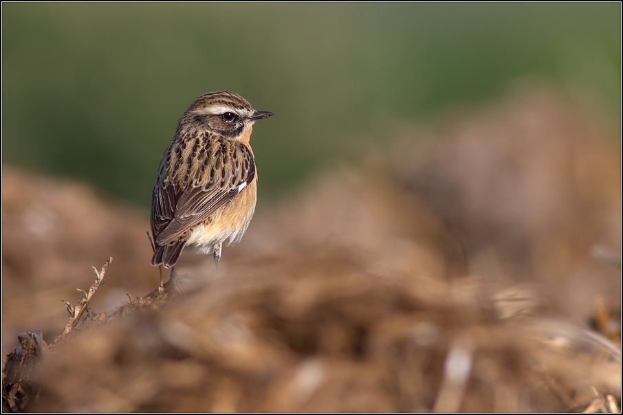 Bramborníček hnědý ( Saxicola rubetra  )