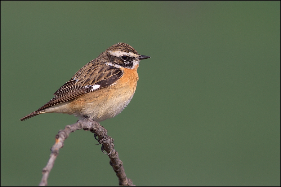 Bramborníček hnědý ( Saxicola rubetra  )