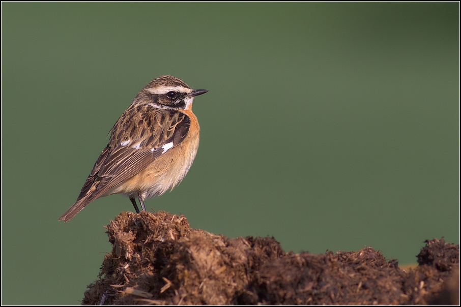 Bramborníček hnědý ( Saxicola rubetra  )