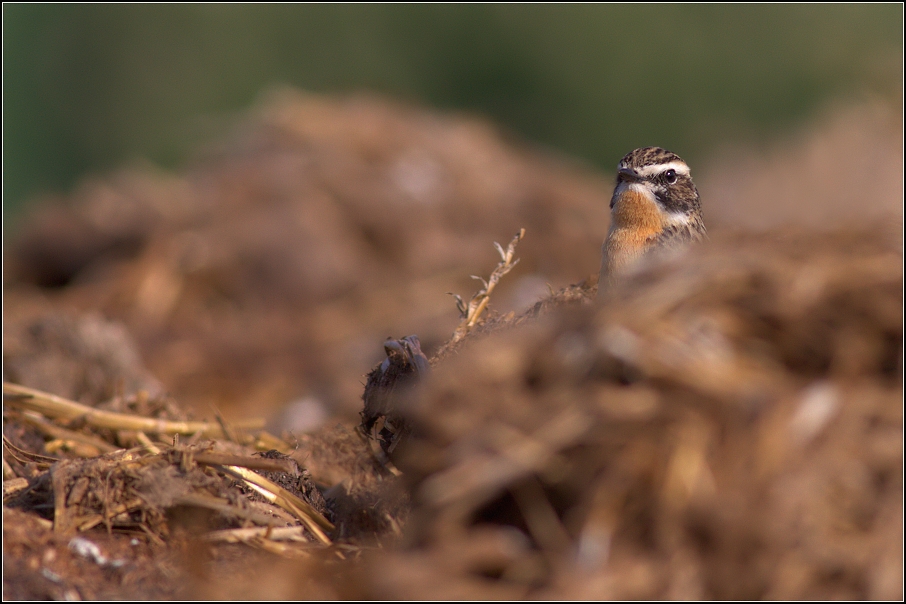 Bramborníček hnědý ( Saxicola rubetra  )