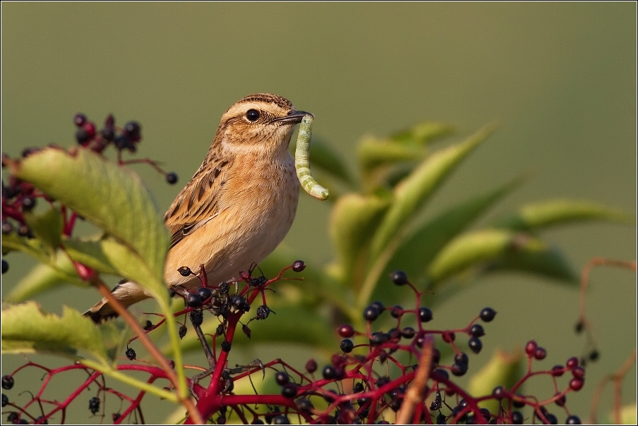 Bramborníček hnědý  ( Saxicola rubetra )