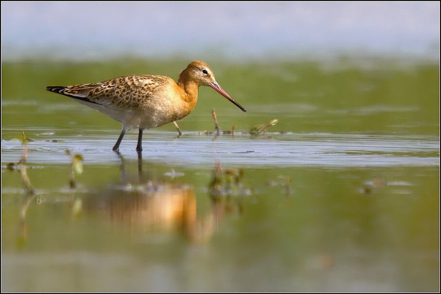 Břehouš černoocasý