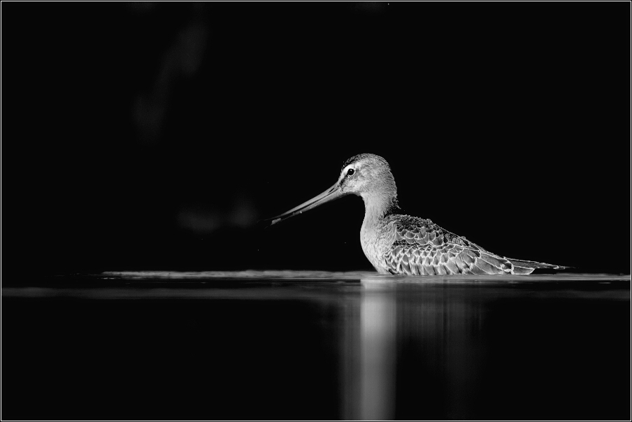 Břehouš černoocasý ( Limosa limosa )