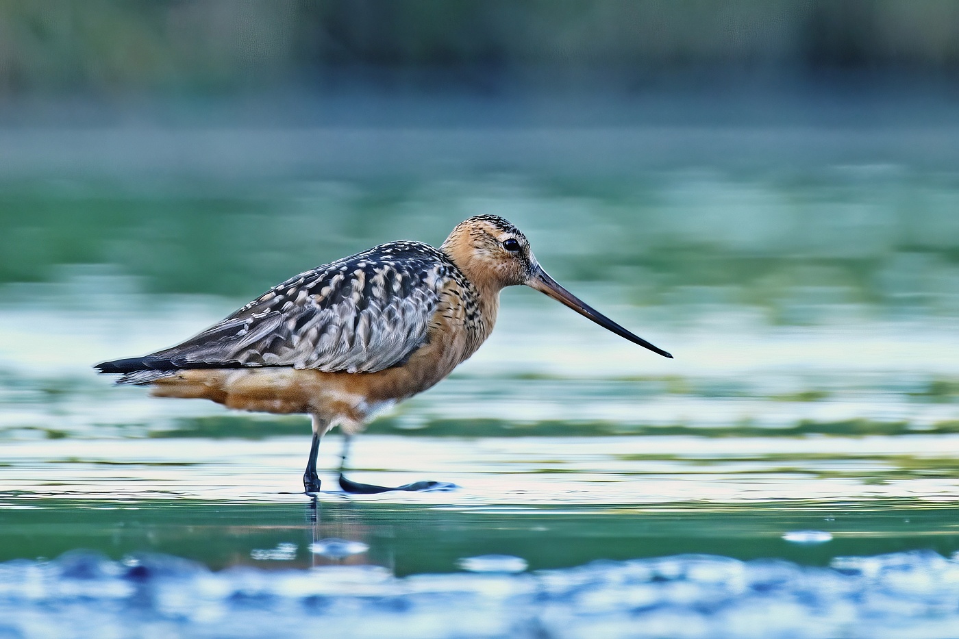 Břehouš rudý  (Limosa lapponica )