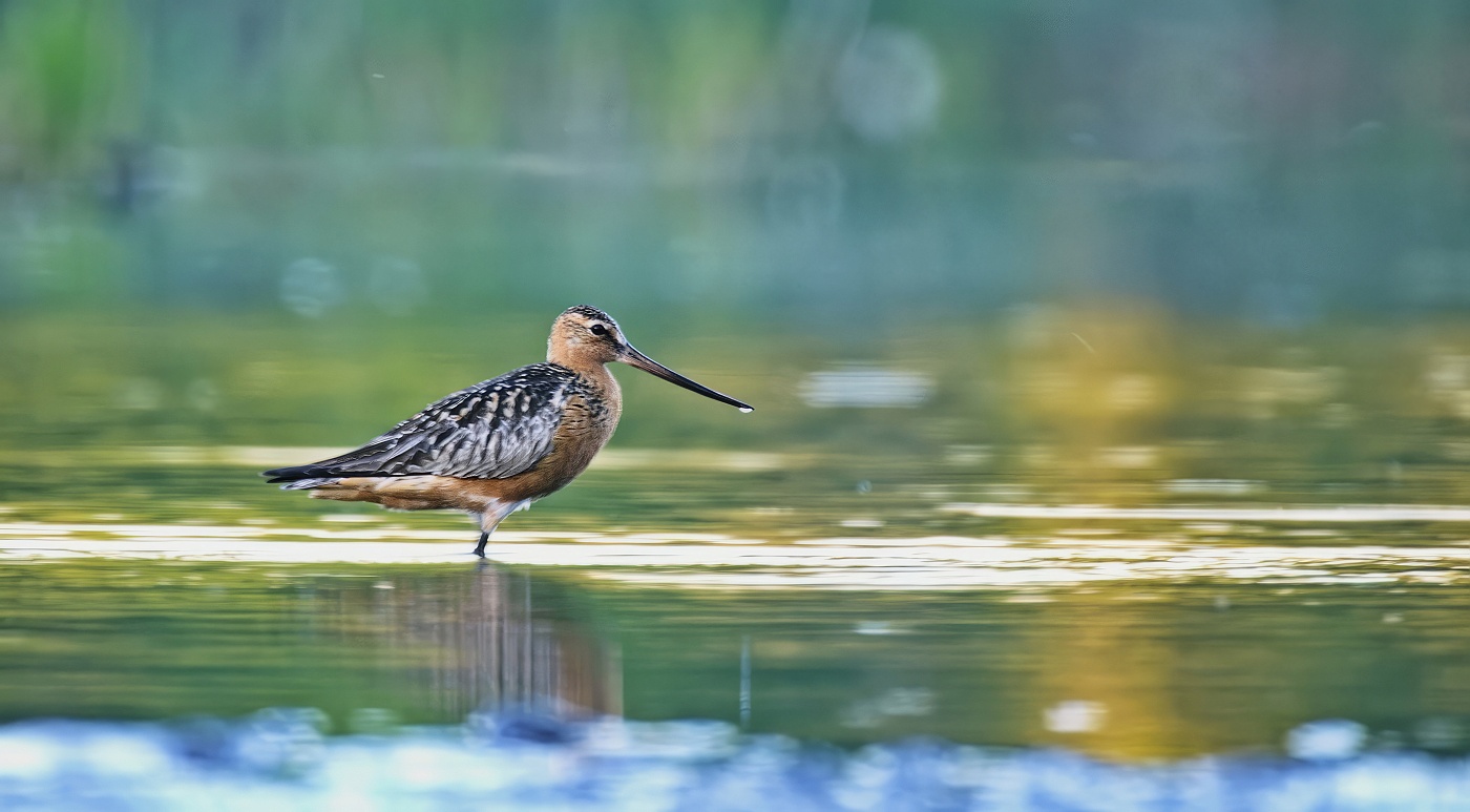 Břehouš rudý  (Limosa lapponica )
