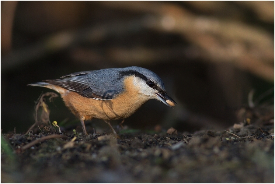 Brhlík lesní  ( Sitta europaea )