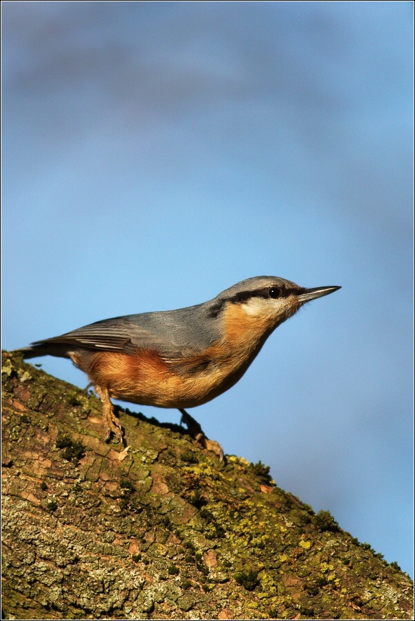 Brhlík lesní  ( Sitta europaea )