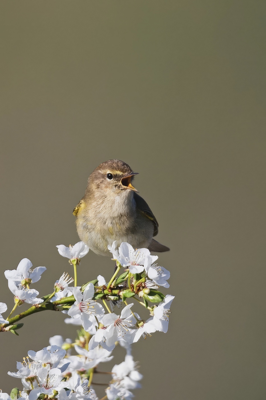 Budníček menší  ( Phylloscopus collybita )