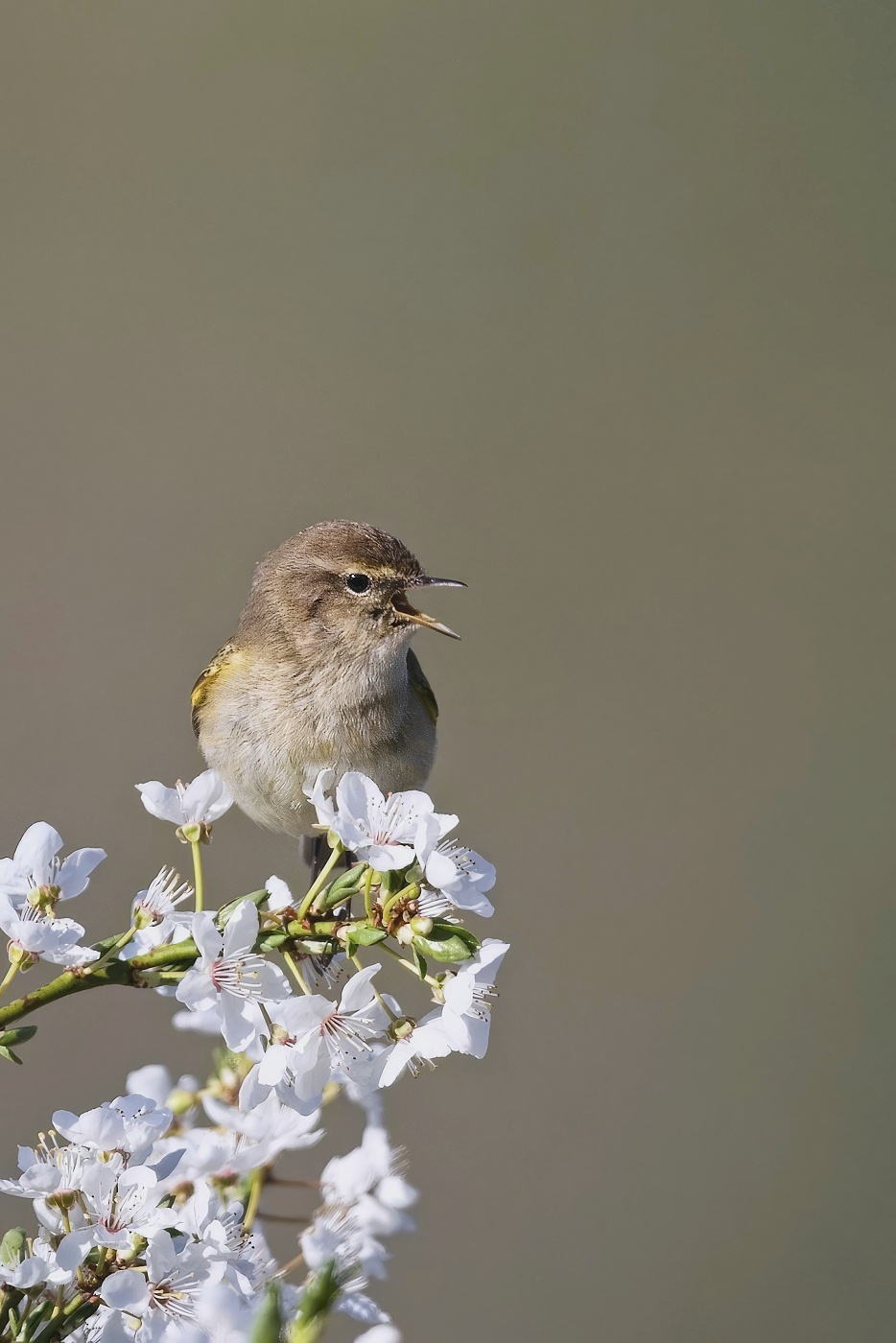 Budníček menší  ( Phylloscopus collybita )