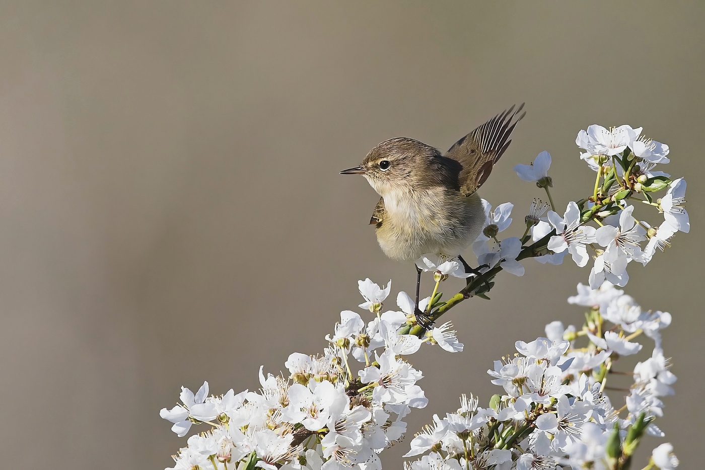 Budníček menší  ( Phylloscopus collybita )