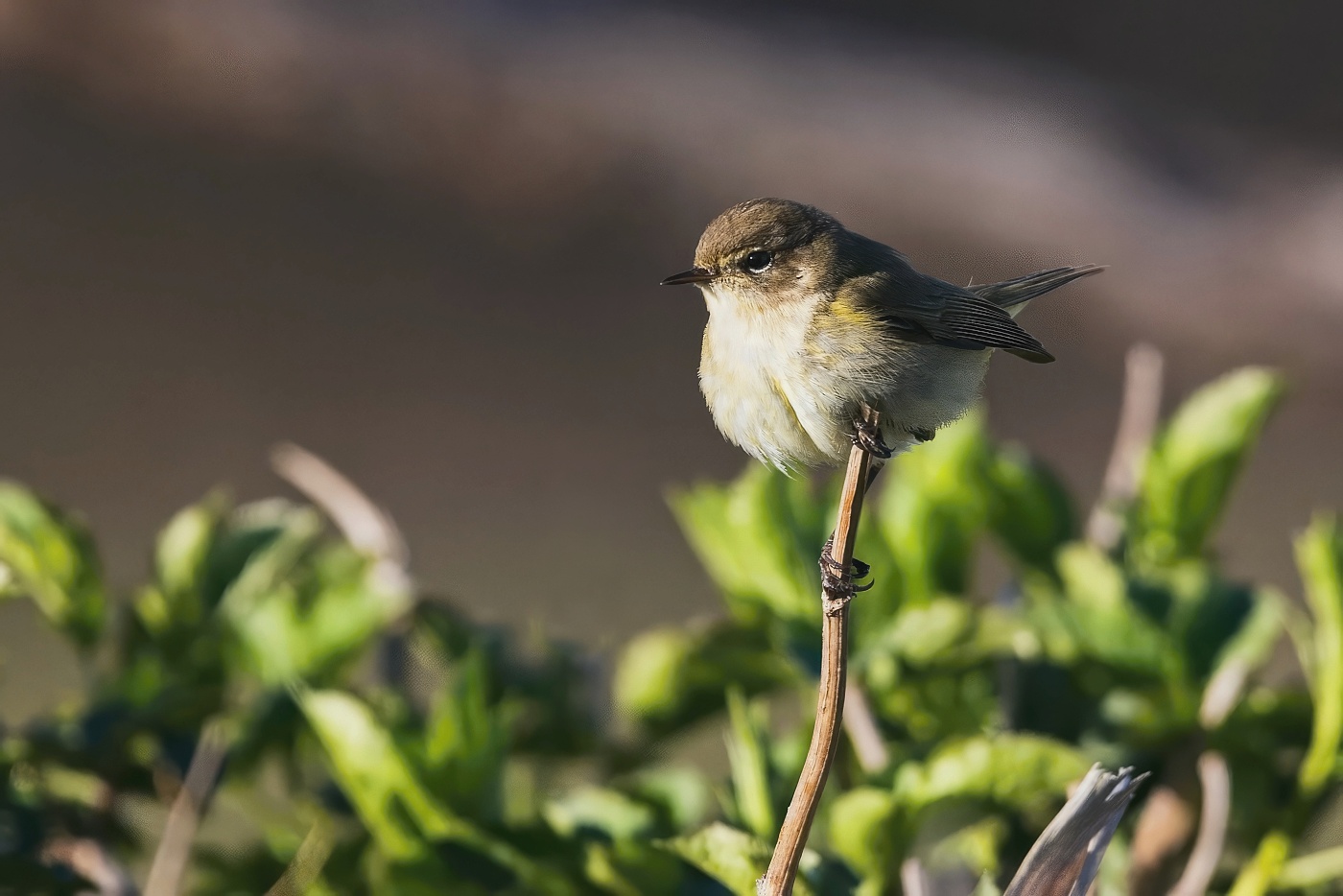 Budníček menší  ( Phylloscopus collybita )