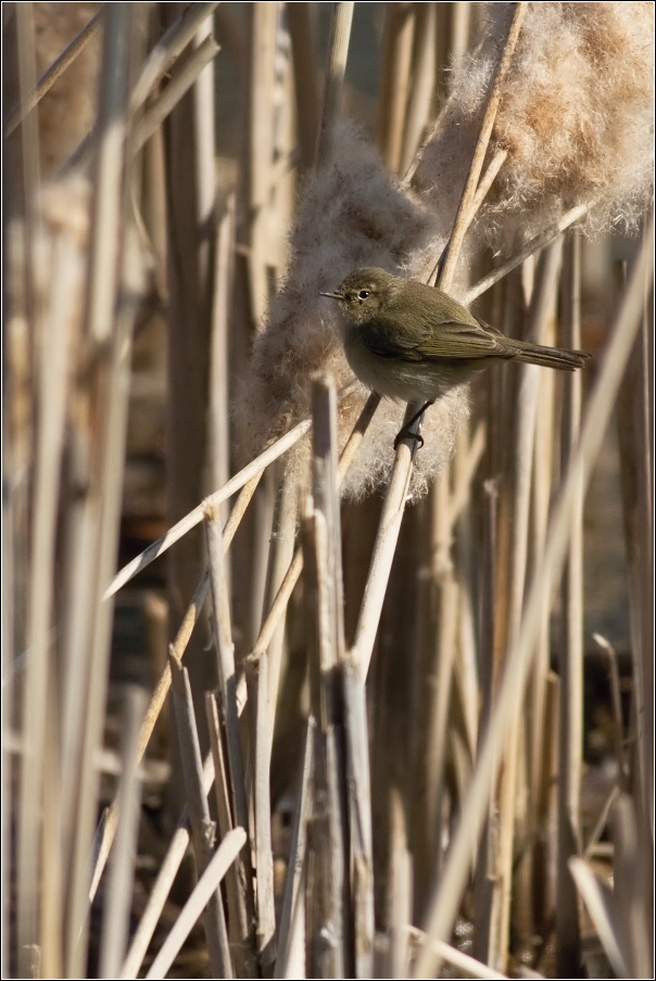 Budníček menší  ( Phylloscopus collybita )