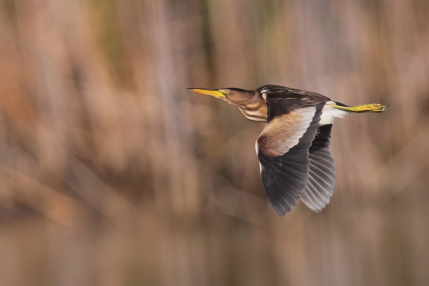 Bukáček malý  ( Ixobrychus minutus )