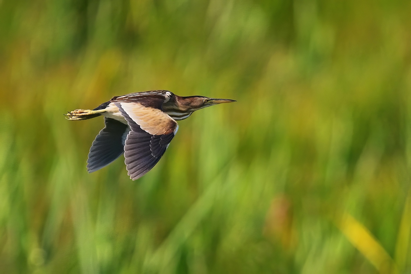 Bukáček malý  ( Ixobrychus minutus )