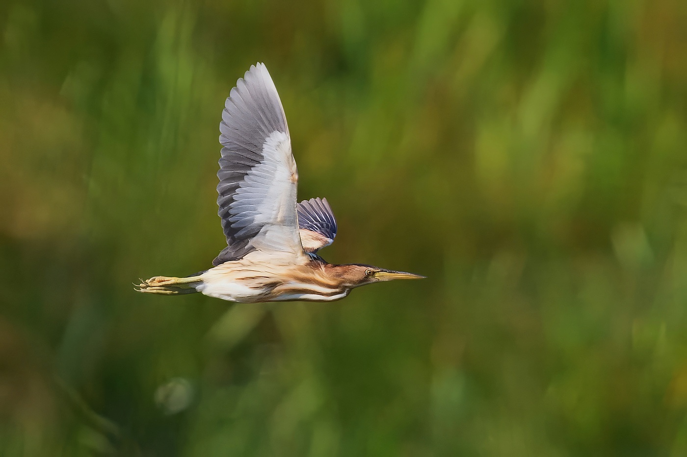 Bukáček malý  ( Ixobrychus minutus )