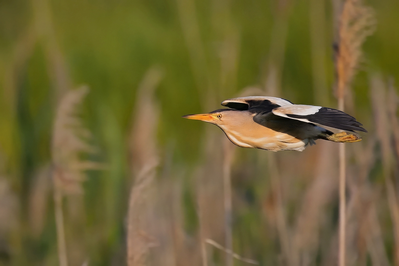 Bukáček malý  ( Ixobrychus minutus )