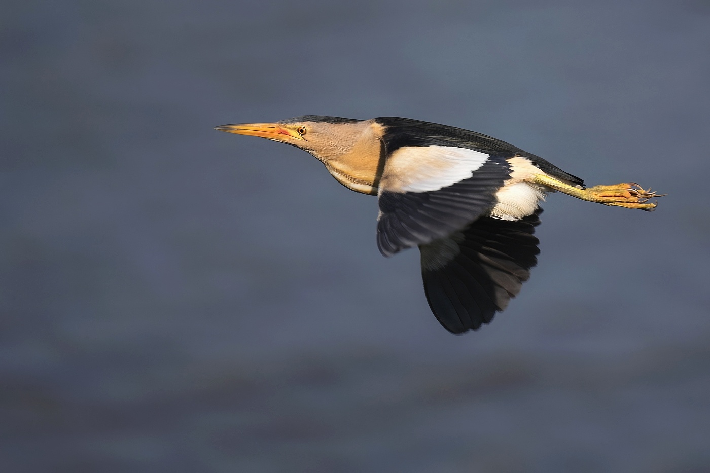 Bukáček malý  ( Ixobrychus minutus )