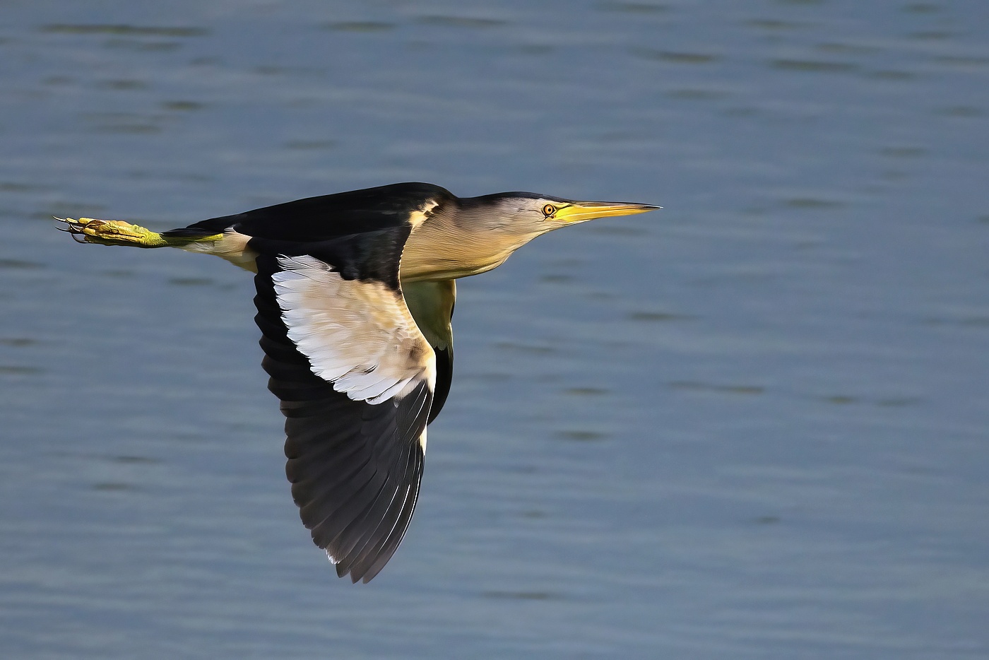 Bukáček malý  ( Ixobrychus minutus )
