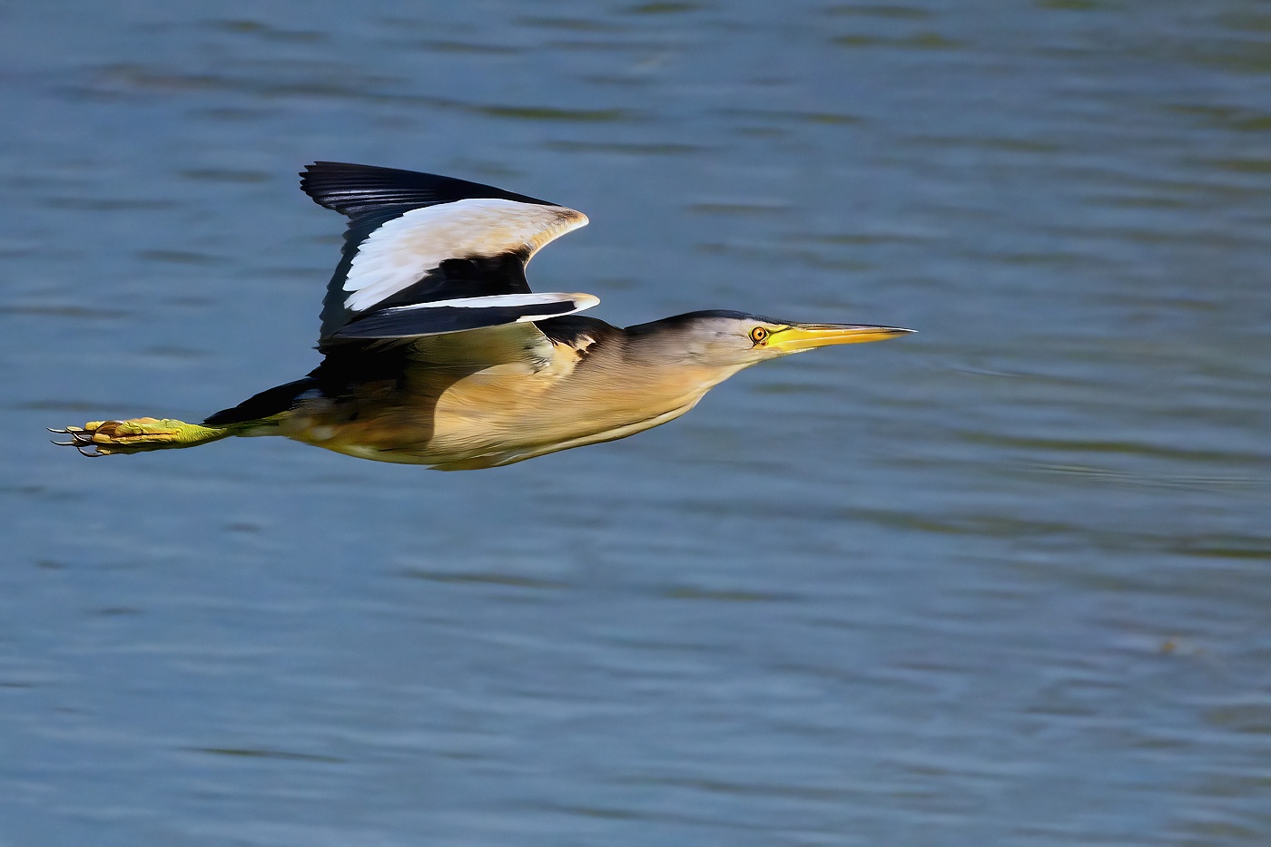 Bukáček malý  ( Ixobrychus minutus )