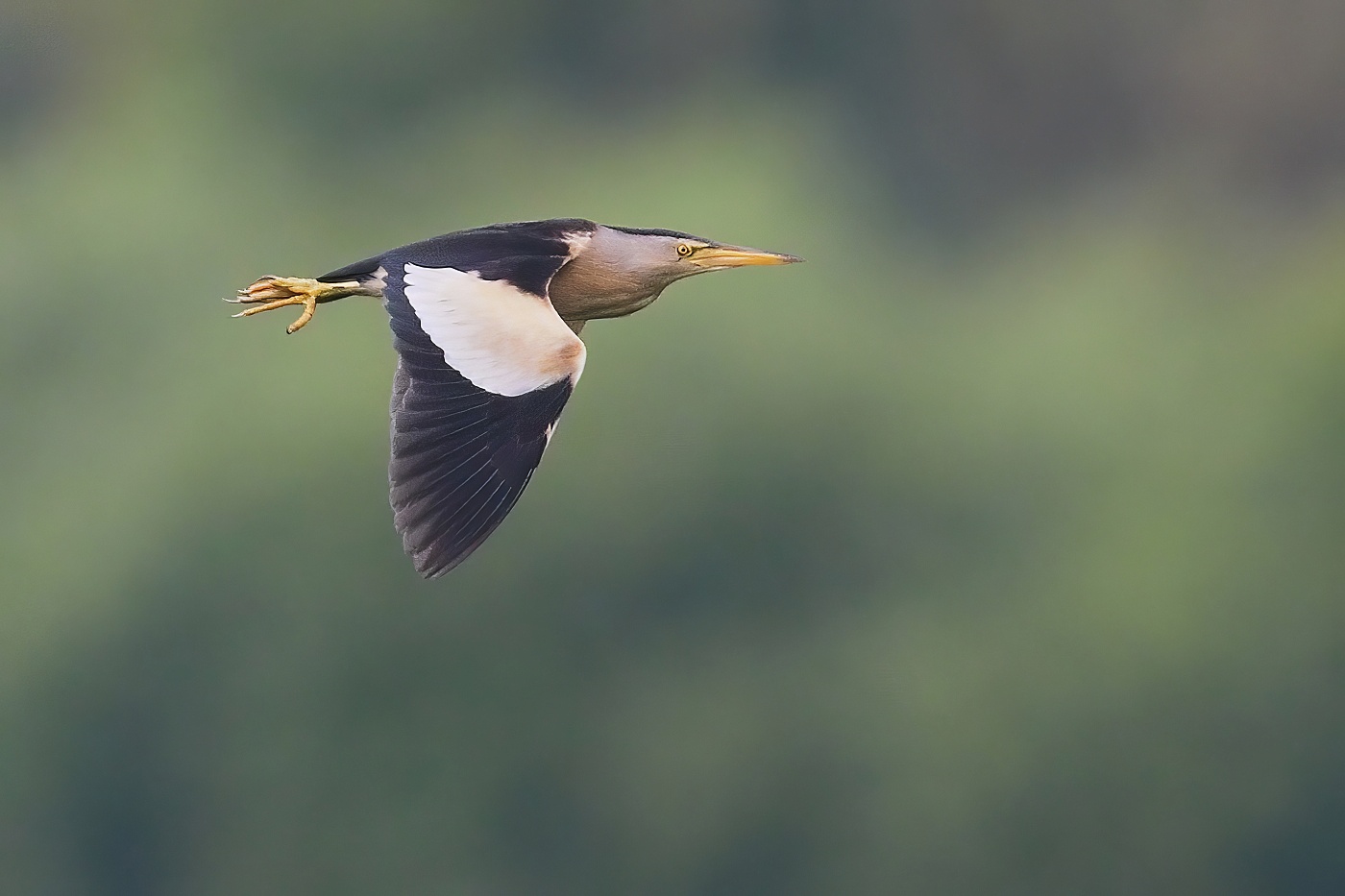 Bukáček malý  ( Phylloscopus collybita )