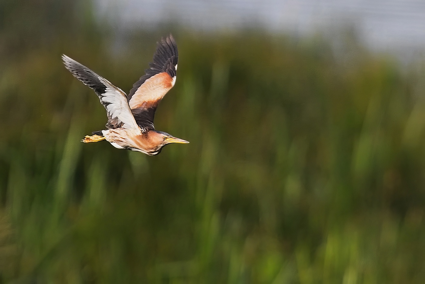 Bukáček malý  ( Phylloscopus collybita )