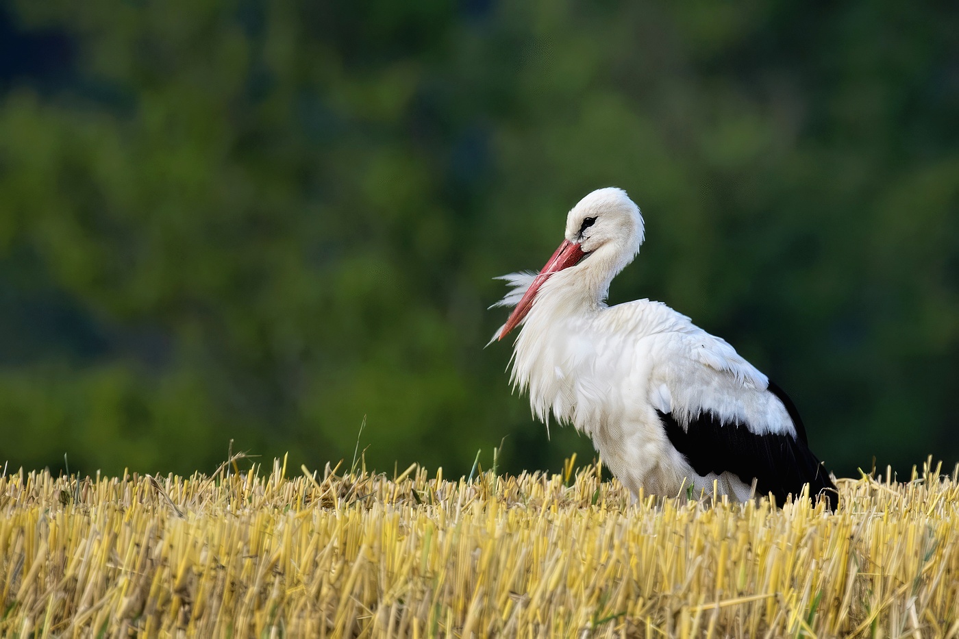 Čáp bílý  ( Ciconia ciconia )