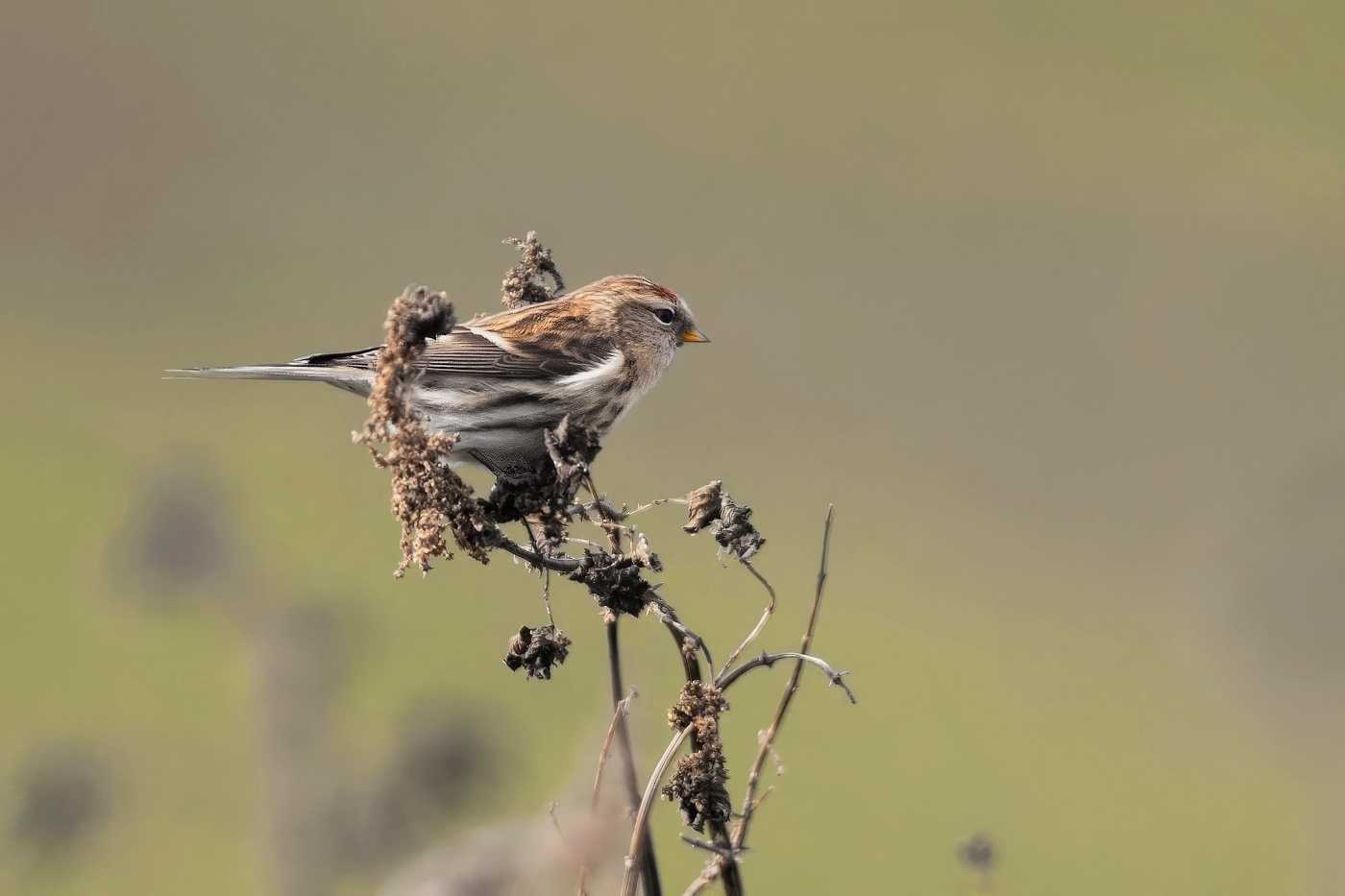 Čečetka zimní  ( Acanthis flammea )