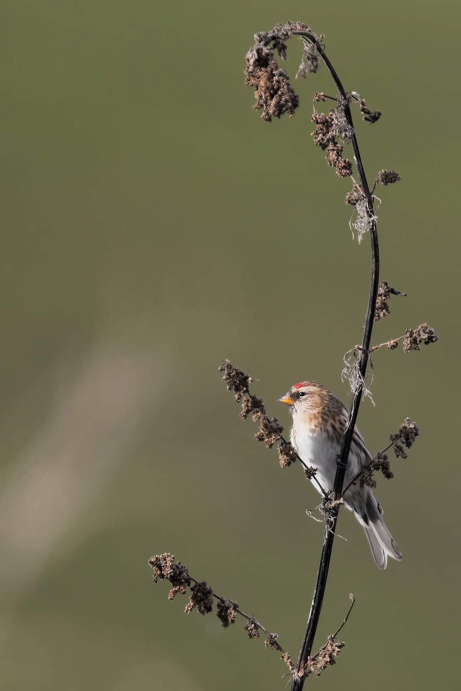 Čečetka zimní  ( Acanthis flammea )