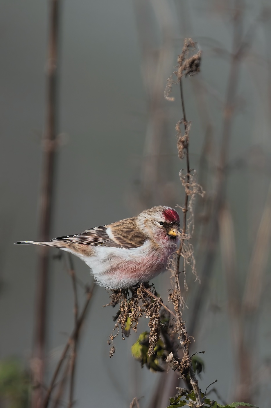 Čečetka zimní  ( Acanthis flammea )