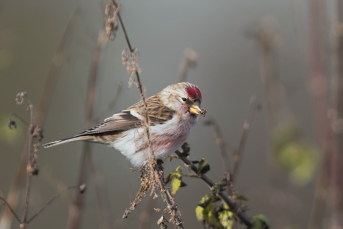 Čečetka zimní  ( Acanthis flammea )