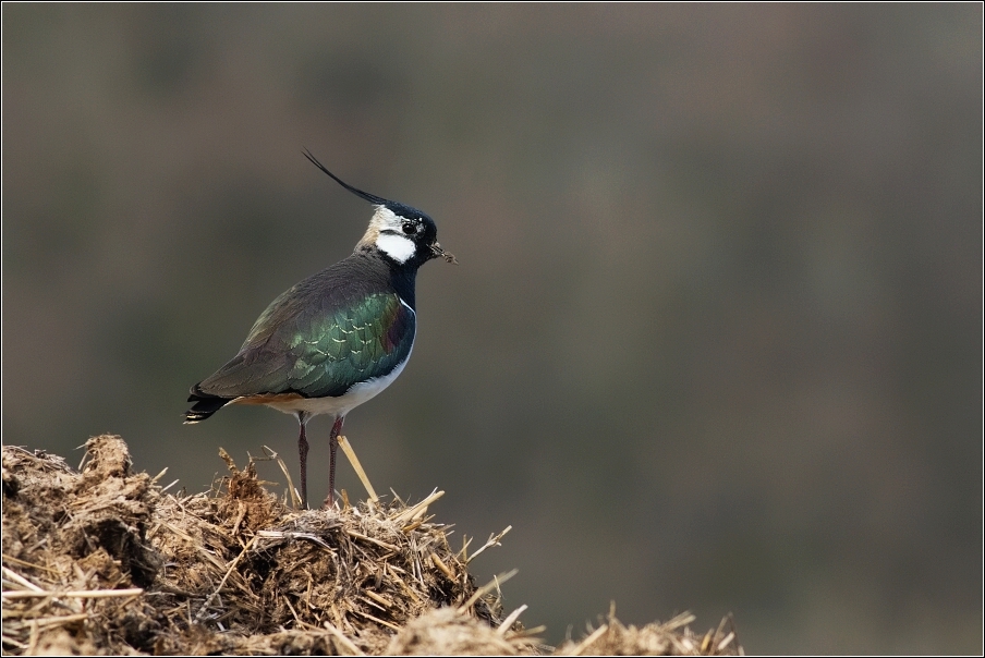Čejka chocholatá  (Vanellus vanellus )