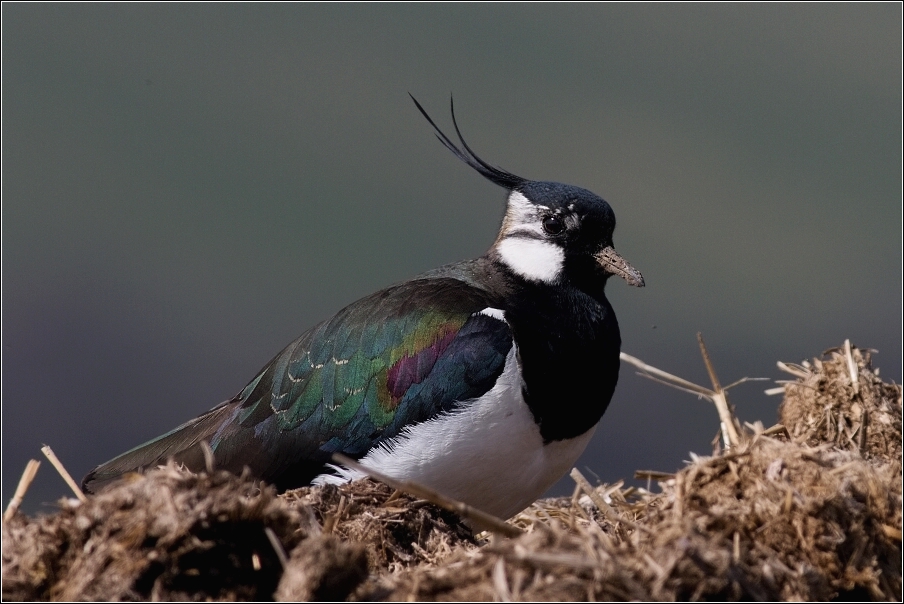 Čejka chocholatá  (Vanellus vanellus )