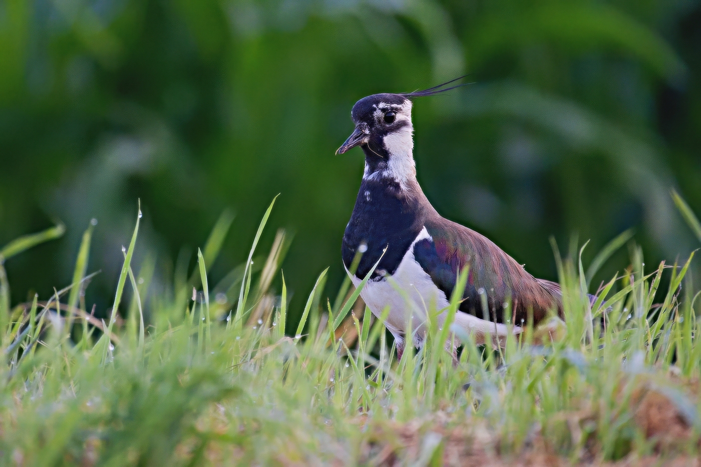 Čejka chocholatá  ( Vanelus vanelus )