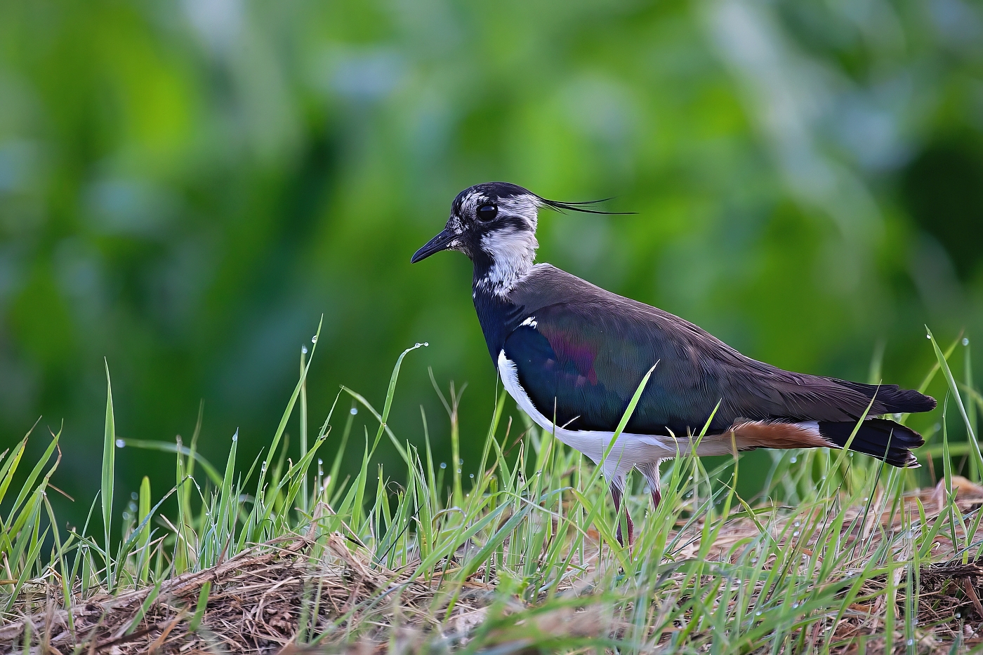 Čejka chocholatá  ( Vanelus vanelus )