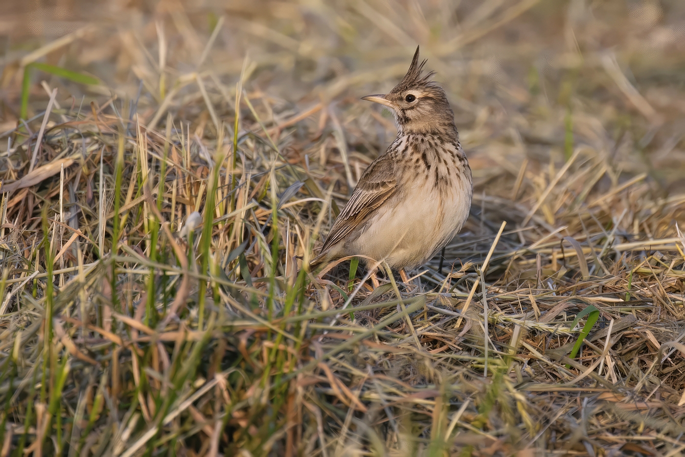Chocholouš obecný  ( Galerida cristata )