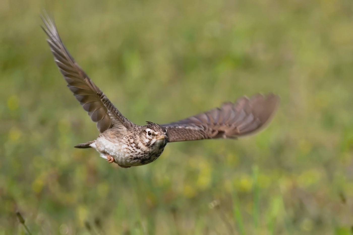 Chocholouš obecný  ( Galerida cristata )