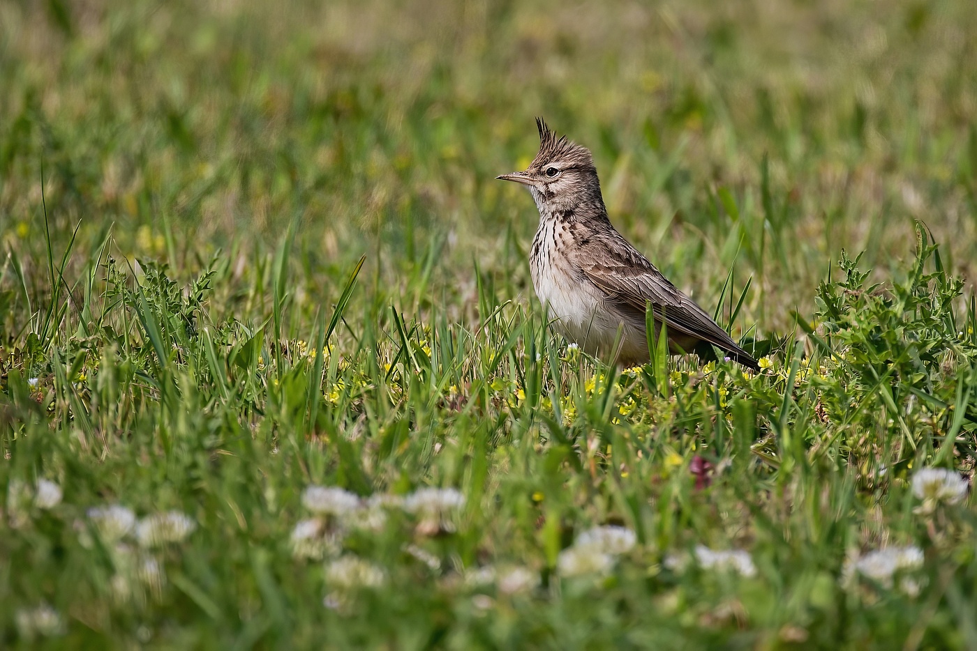 Chocholouš obecný  ( Galerida cristata )