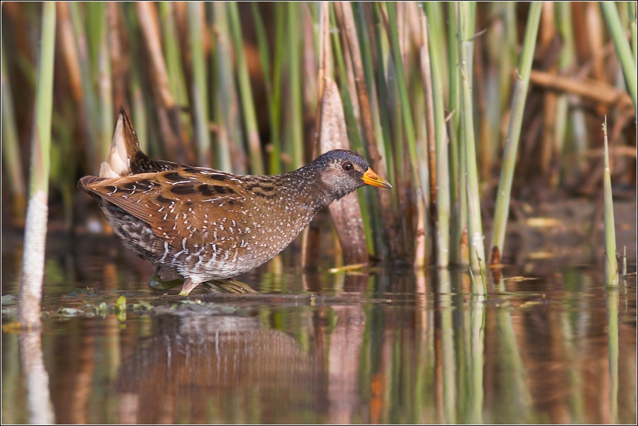 Chřástal kropenatý  ( Porzana porzana )