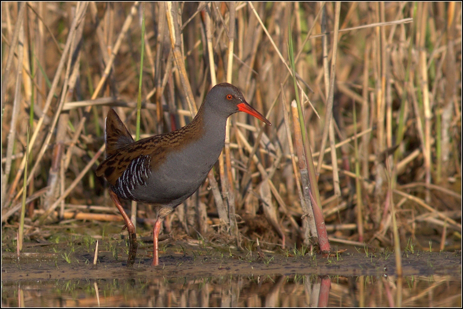 Chřástal vodní ( Rallus aguaticus )