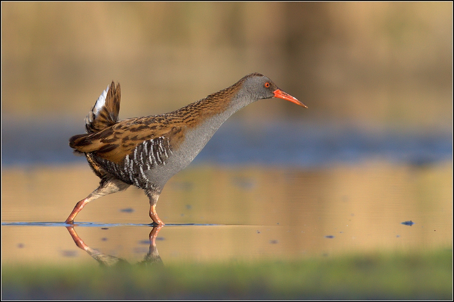 Chřástal vodní ( Rallus aguaticus )