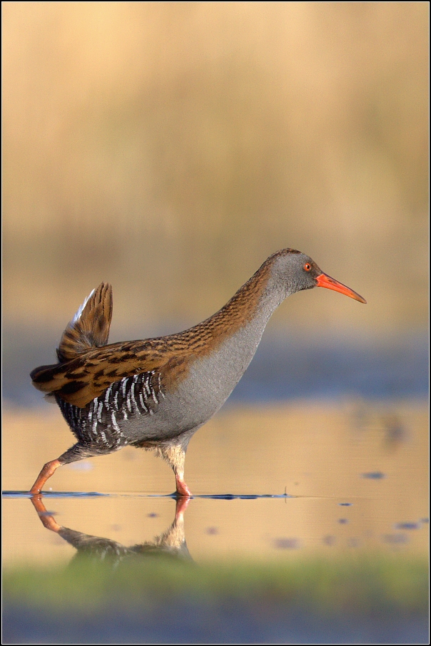 Chřástal vodní ( Rallus aguaticus )