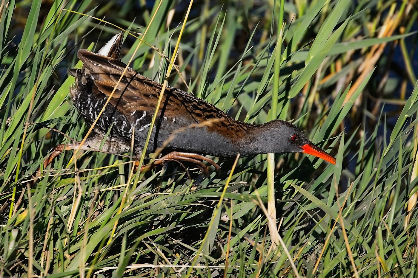 Chřástal vodní  ( Rallus aquaticus )