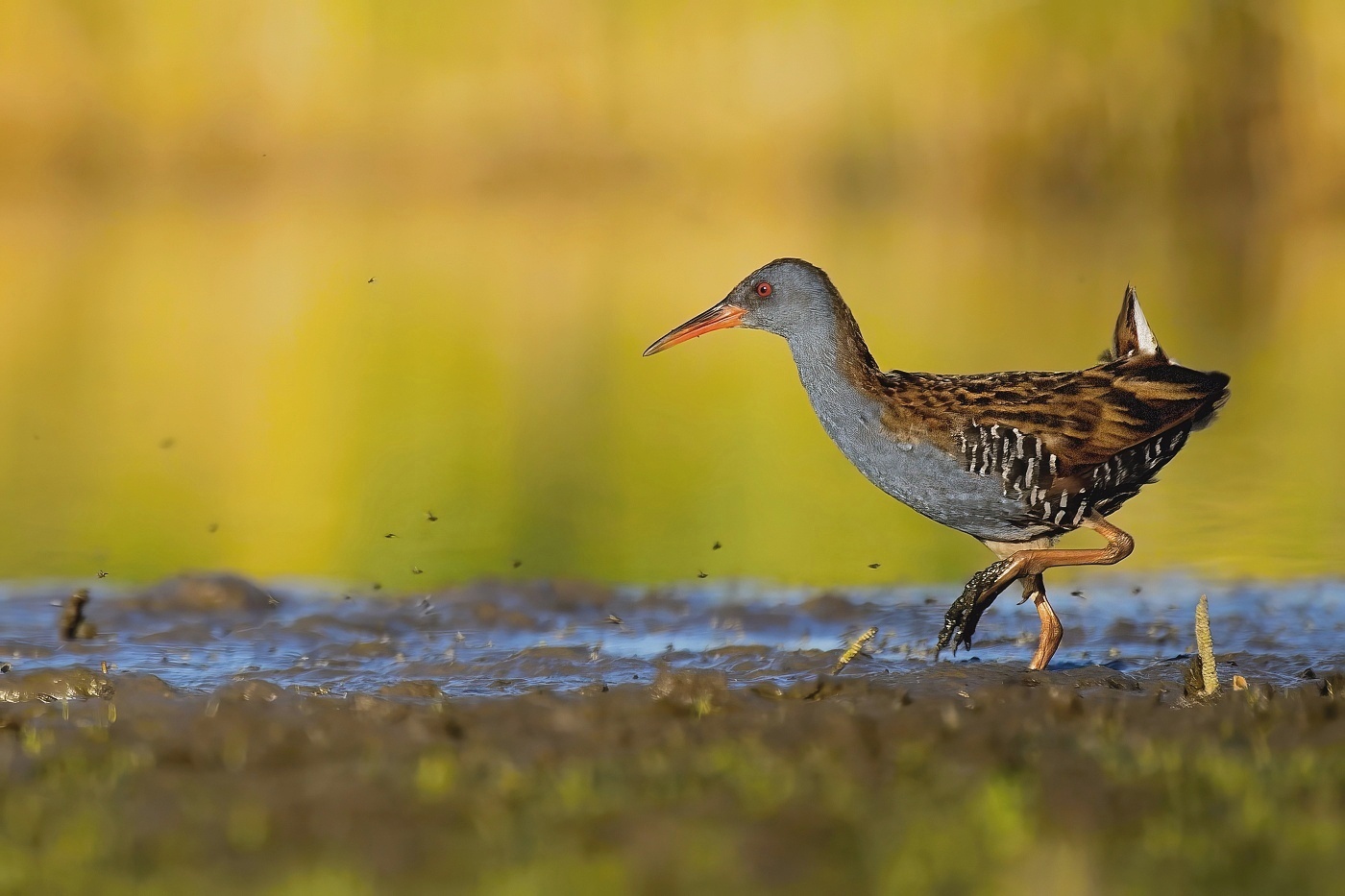 Chřástal vodní  ( Rallus aquaticus )